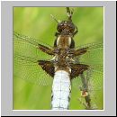 Libellula depressa - Plattbauch m03.jpg